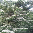 산딸나무