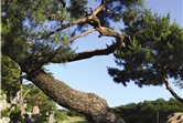월명동영상