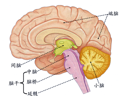 间脑的位置