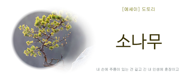20250630소나무.jpg