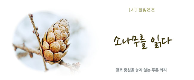 20261015소나무를읽다.jpg